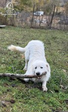 Moro